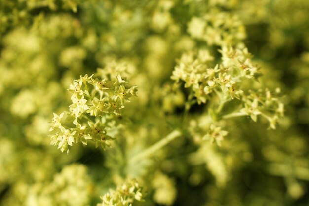 Photo close-up of flowers