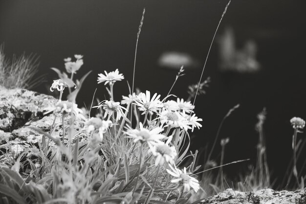 Close-up of flowers