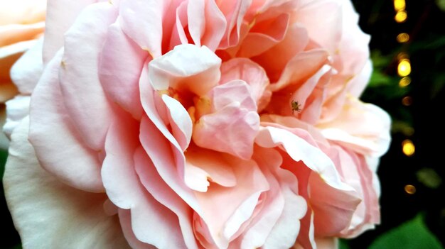 Photo close-up of flowers