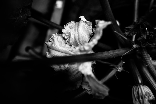 Photo close-up of flowers