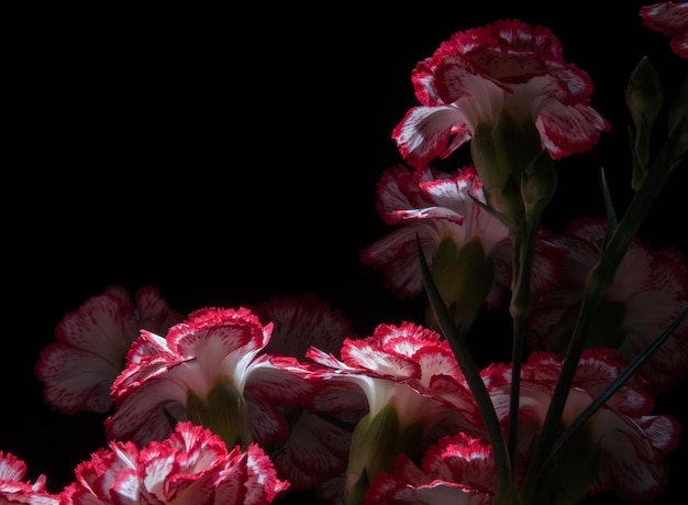 Photo close-up of flowers