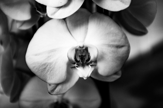 Photo close-up of flowers