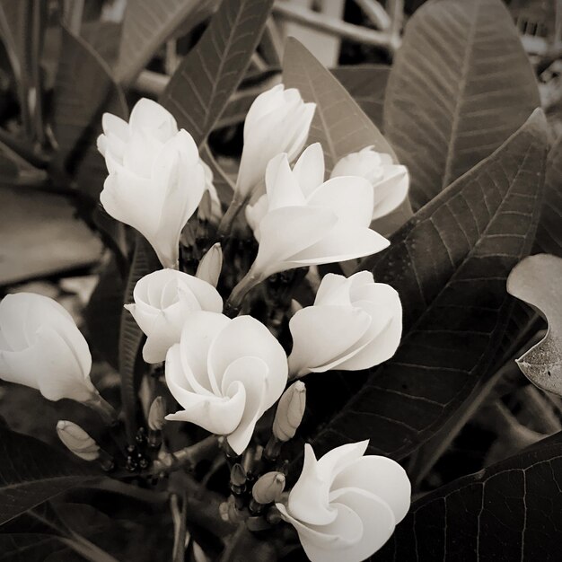 Close-up of flowers