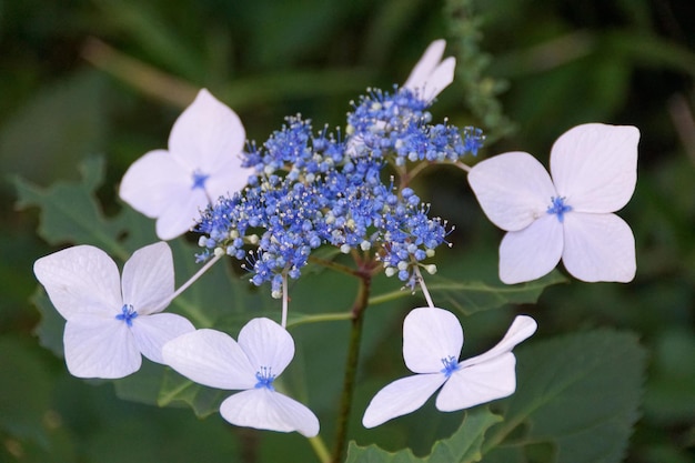 Photo close-up of flowers