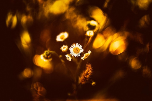 Photo close-up of flowers