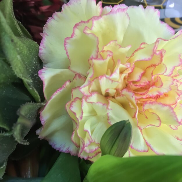 Close-up of flowers