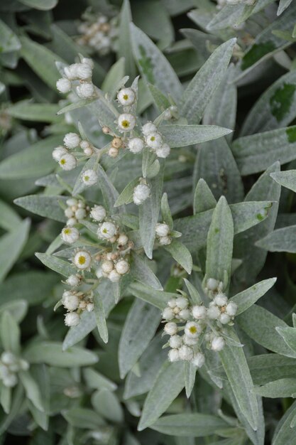 Photo close-up of flowers