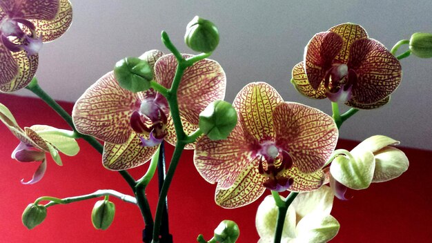 Close-up of flowers