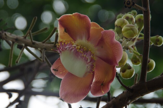 Photo close-up of flowers