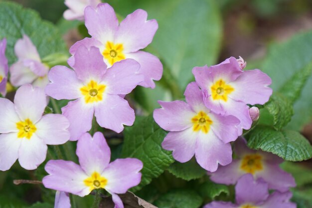 Close-up of flowers