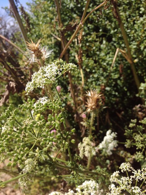 Photo close-up of flowers