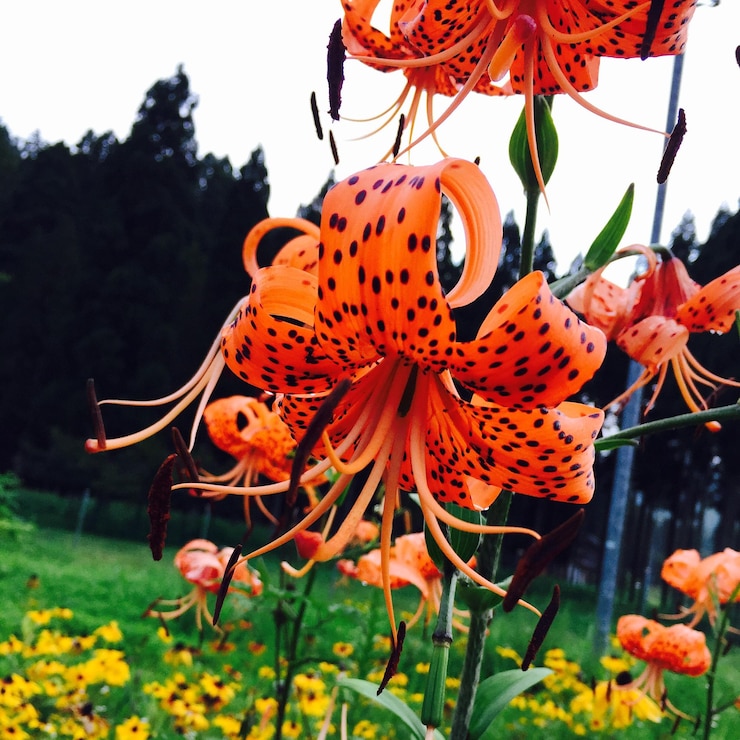 Photo 花のクローズアップ