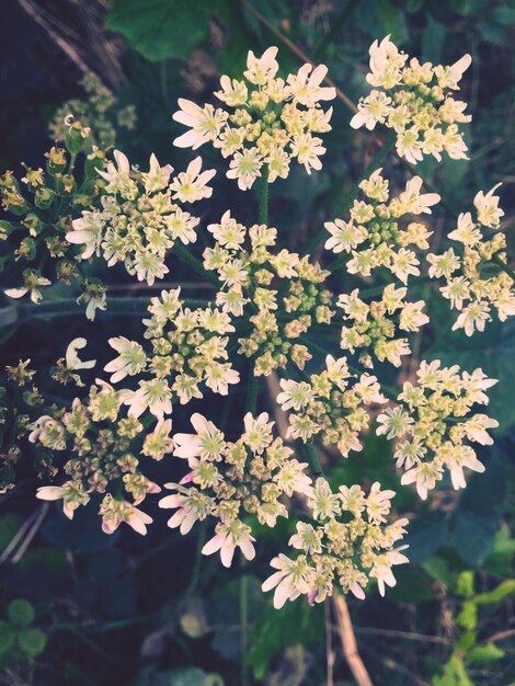 Photo close-up of flowers