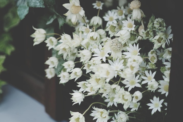 Photo close-up of flowers