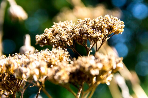 Foto prossimo piano dei fiori