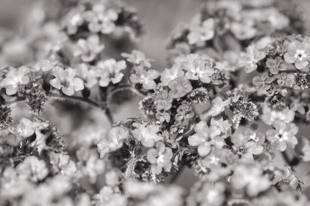 Foto prossimo piano dei fiori