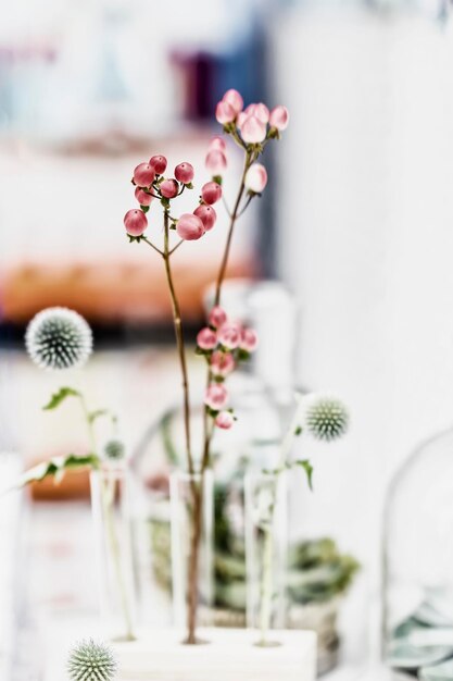 Foto prossimo piano dei fiori