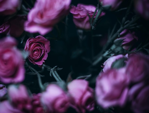 Close-up of flowers