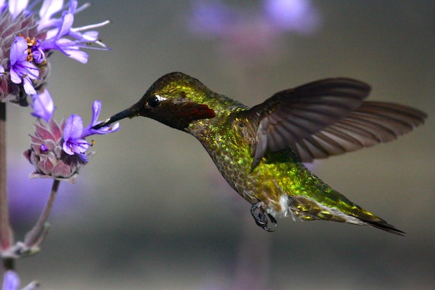 Photo close-up of flowers