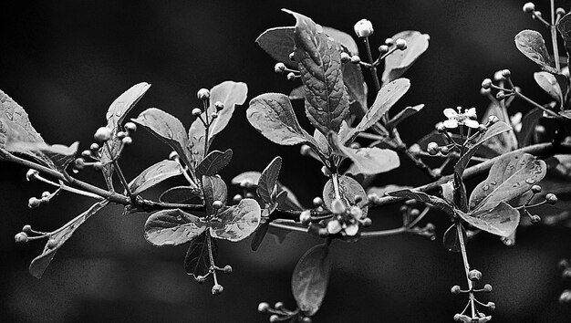 Photo close-up of flowers