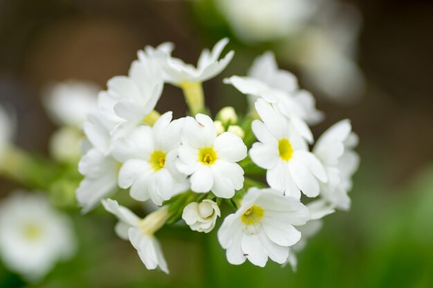 Close-up of flowers