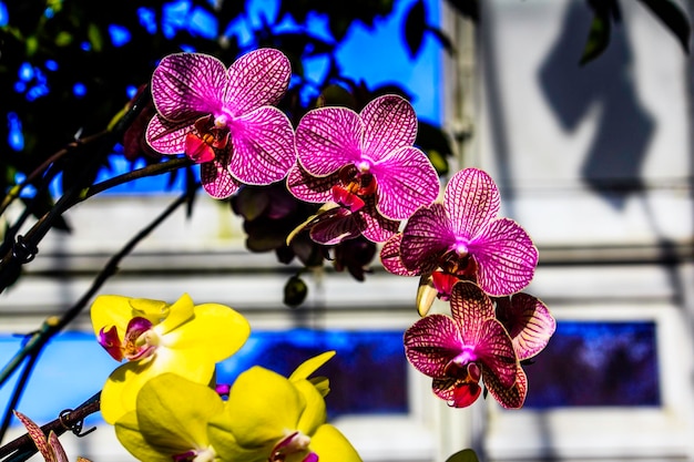 Foto prossimo piano dei fiori