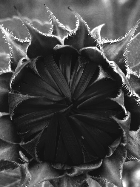 Photo close-up of flowers