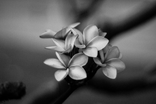 Photo close-up of flowers