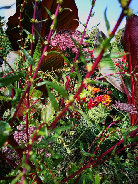 Close-up of flowers