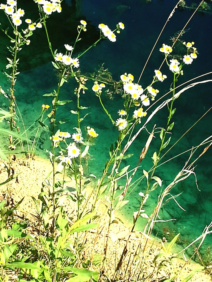 Photo 花のクローズアップ