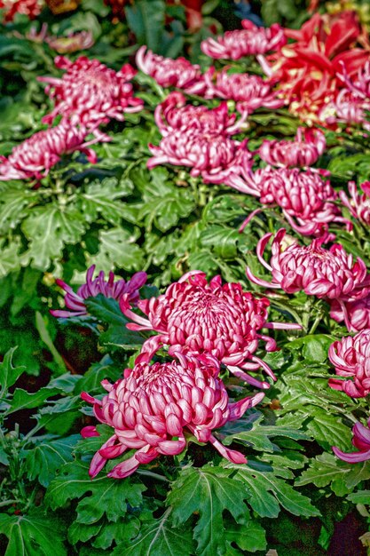 Close-up of flowers