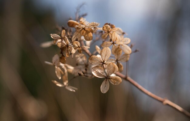 Close-up of flowers