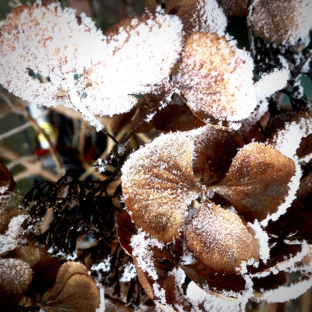 Photo close-up of flowers