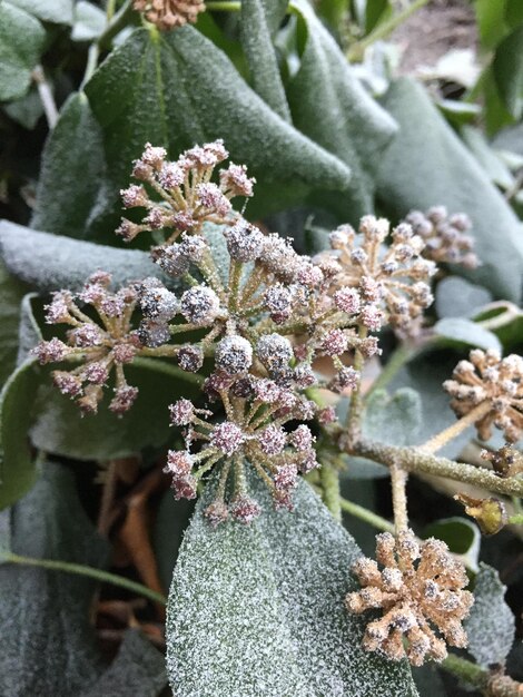 Photo close-up of flowers