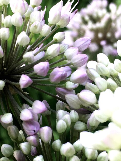 Close-up of flowers