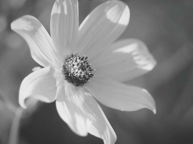 Close-up of flowers