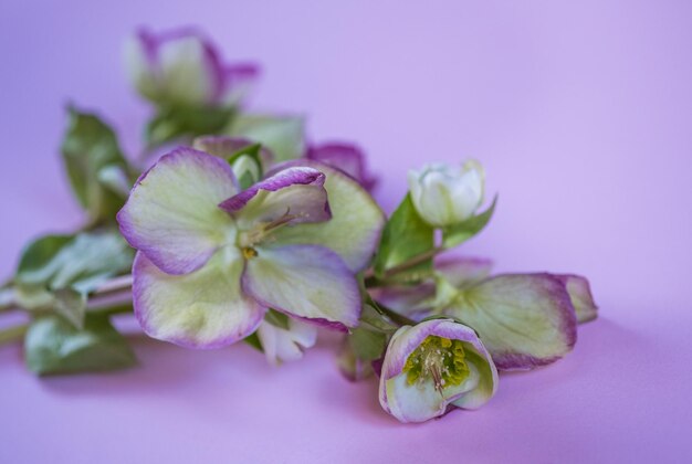 Close-up of flowers