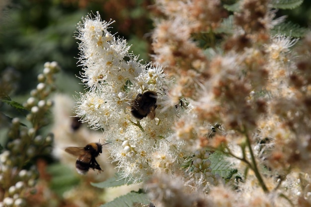 Foto prossimo piano dei fiori