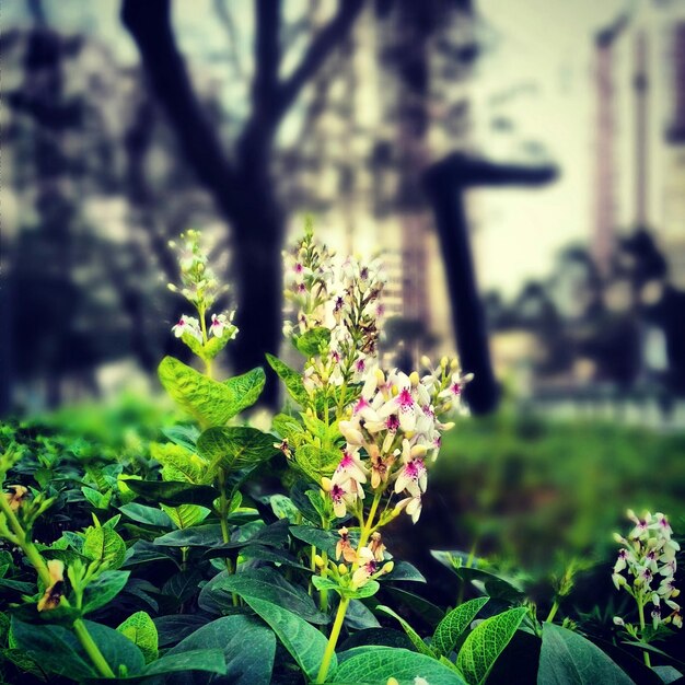 Photo close-up of flowers