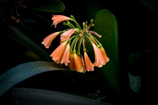 Close-up of flowers