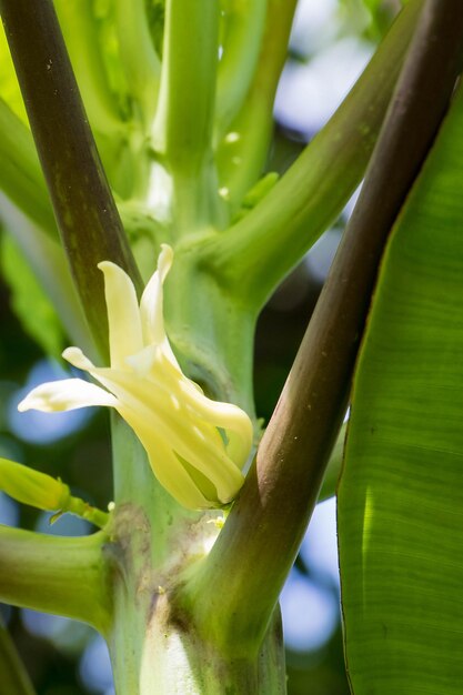 Close-up of flowers