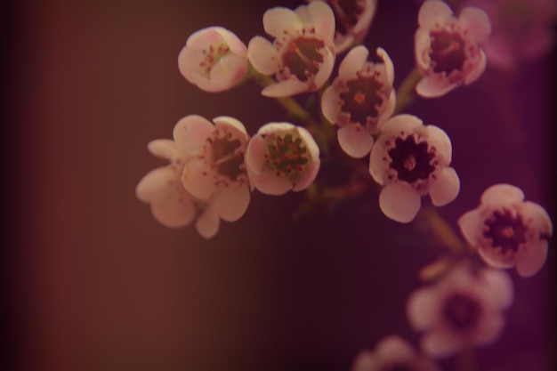 Photo close-up of flowers