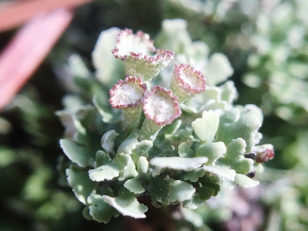 Photo close-up of flowers