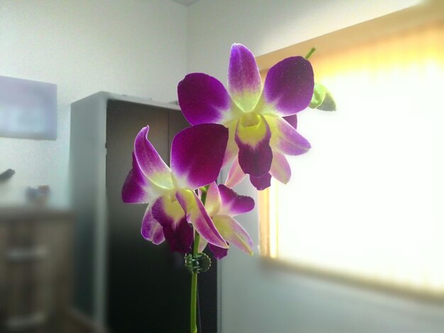 Photo close-up of flowers