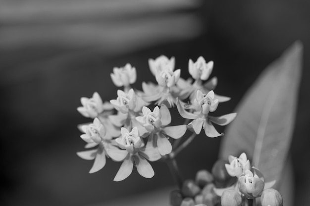 Photo close-up of flowers