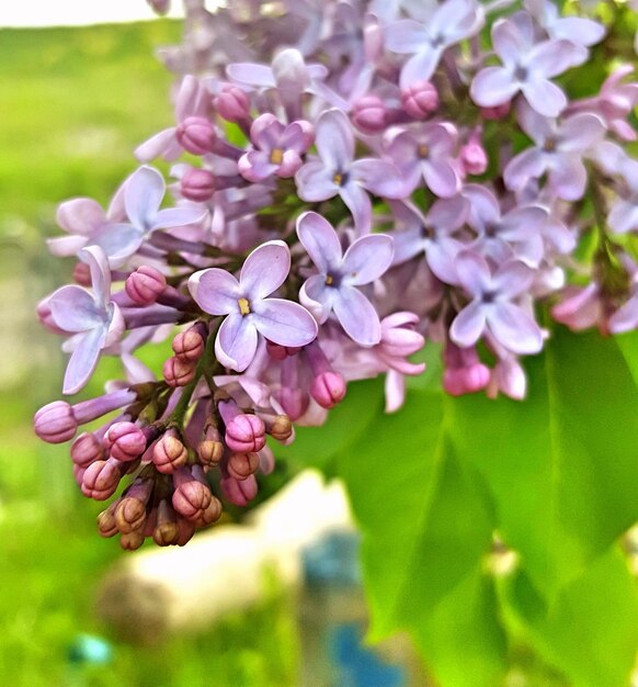 Photo close-up of flowers