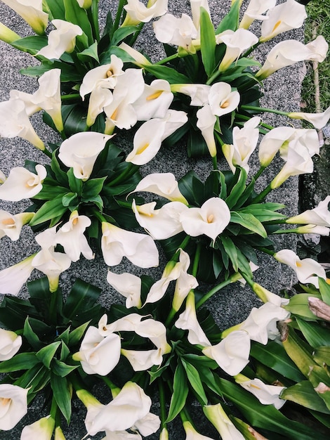 Photo close-up of flowers