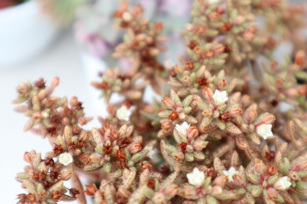 Close-up of flowers