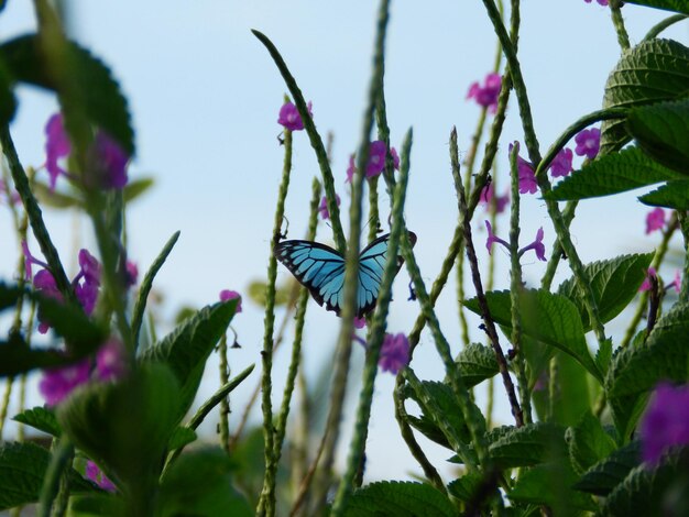 Foto prossimo piano dei fiori