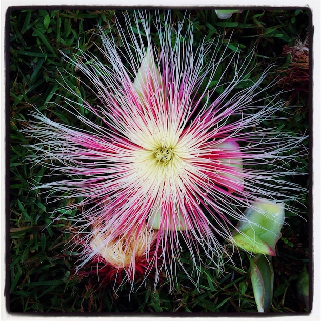 Photo close-up of flowers